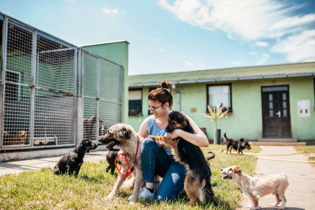 Petside Demo Adoption Agency