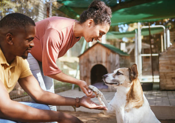 Petside Demo Breeder