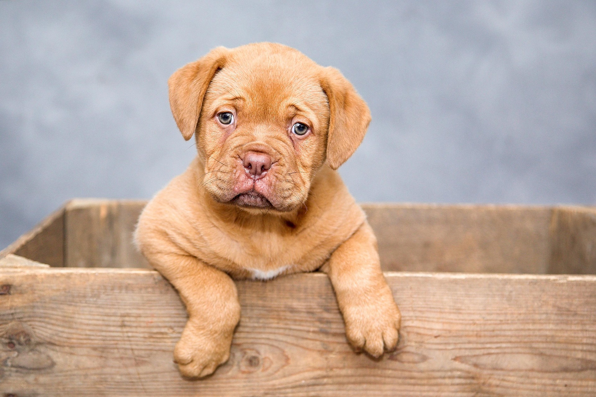 Milo