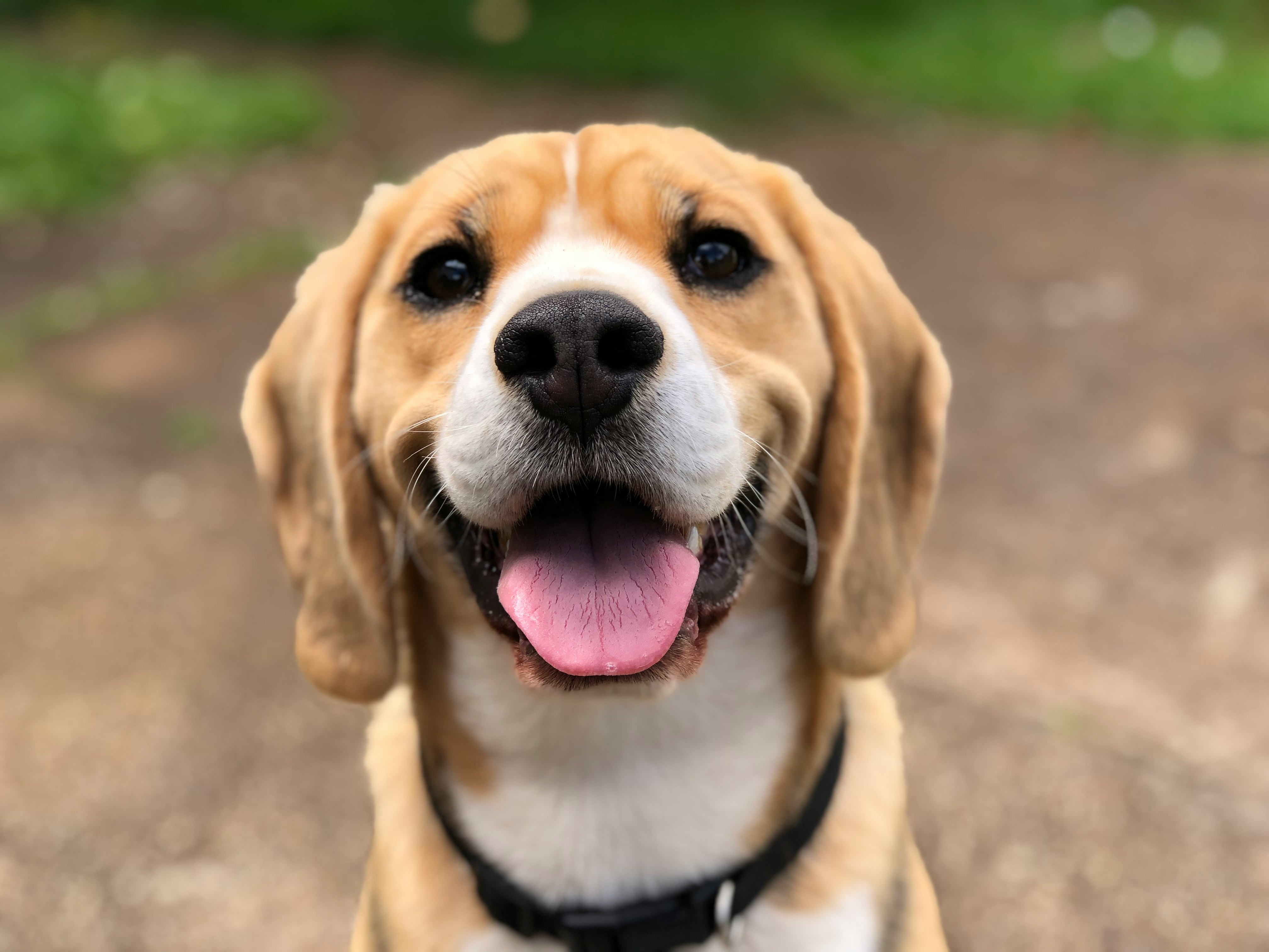 Bella