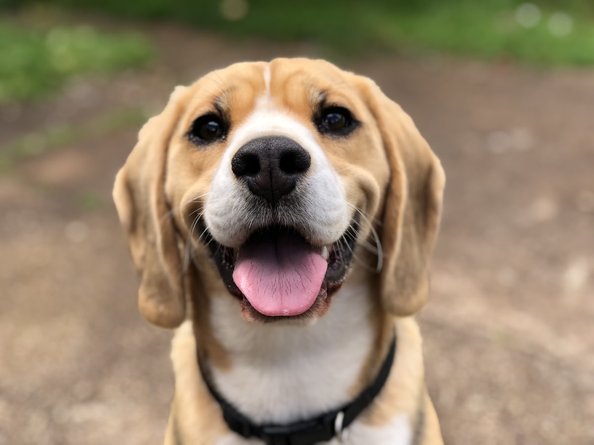 Biscuit