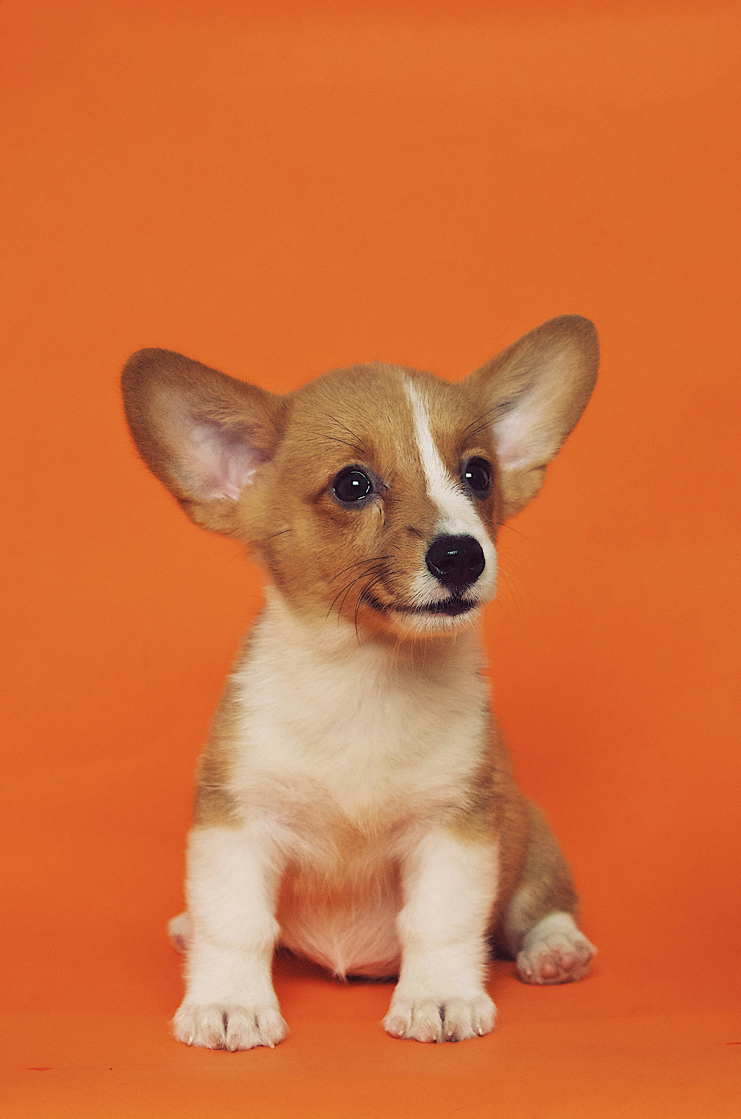Nala