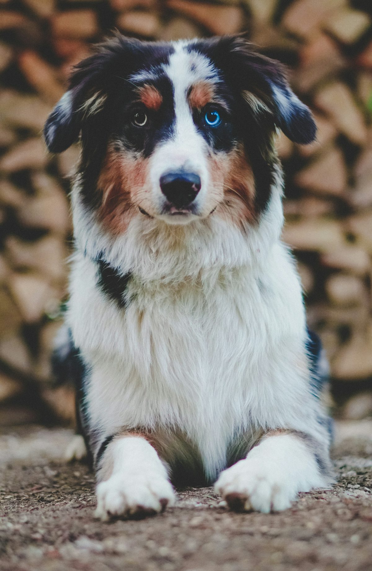 Nova