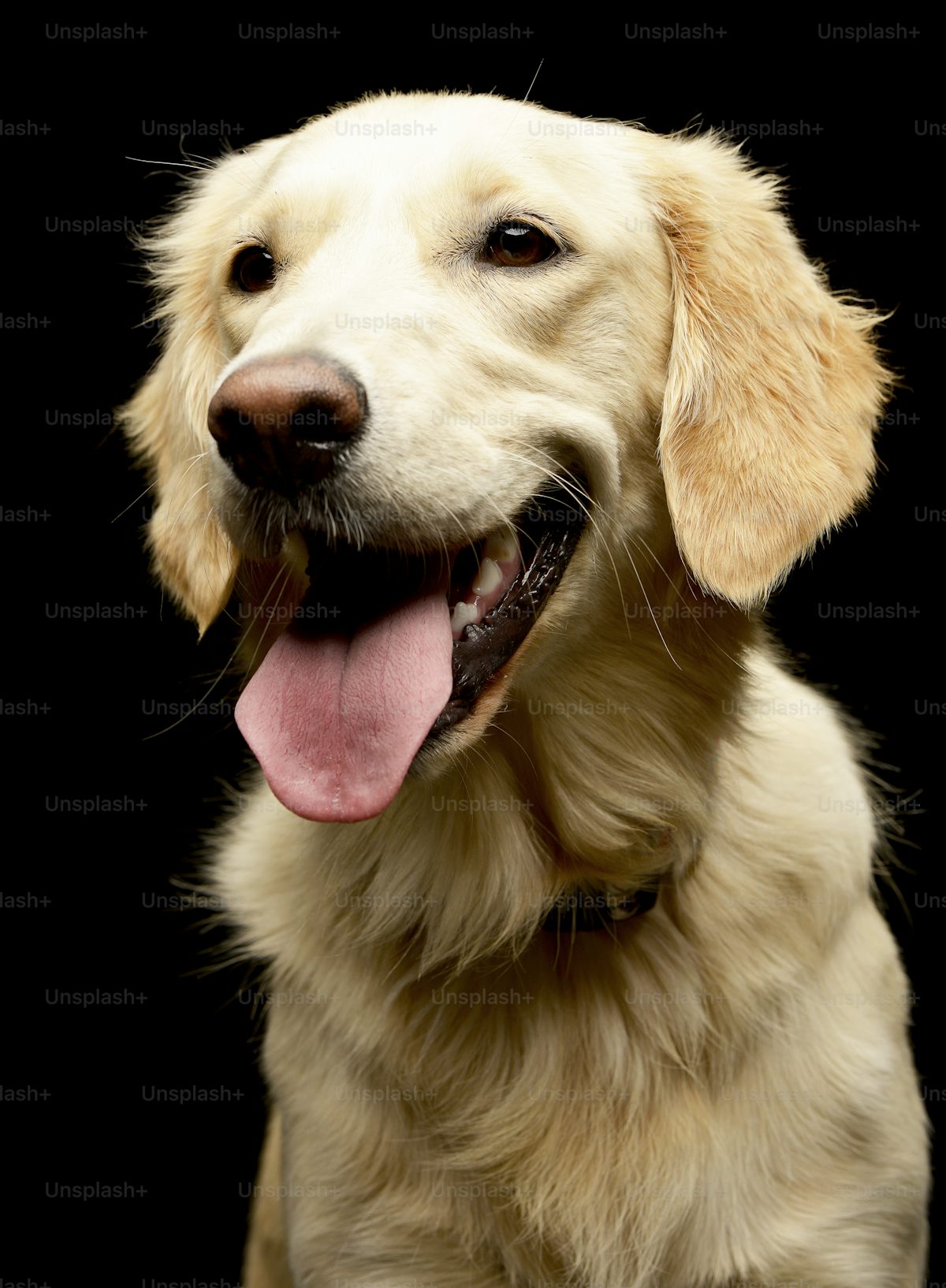 Koda
